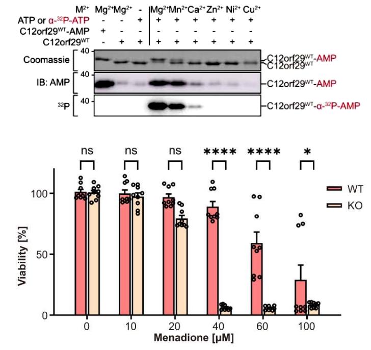Advancements in Protein Methylation Research